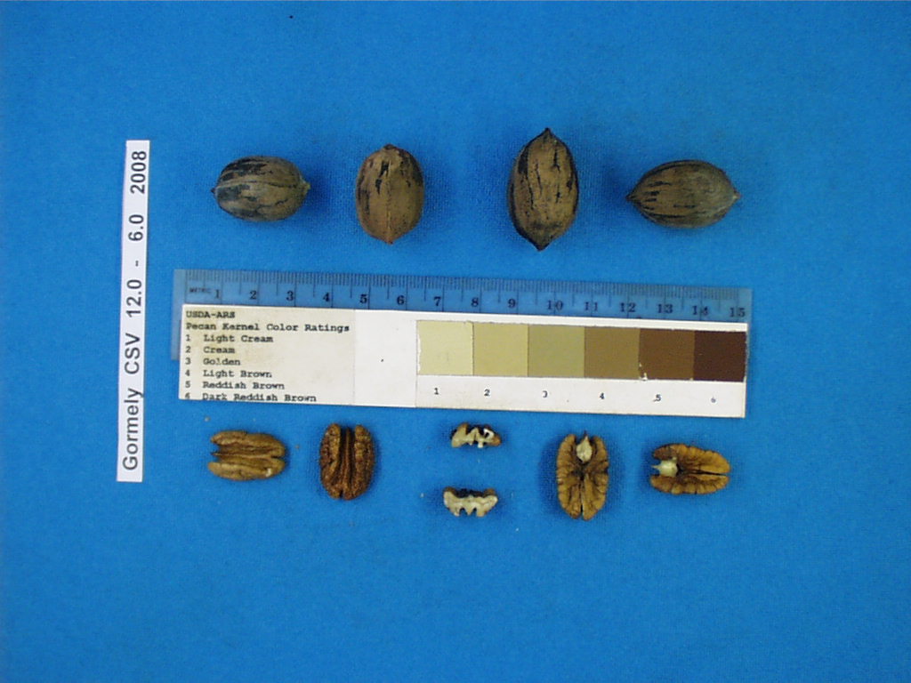 Click for 4 image(s) for this accession. Image